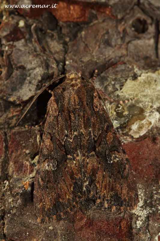 Noctuidae da identificare